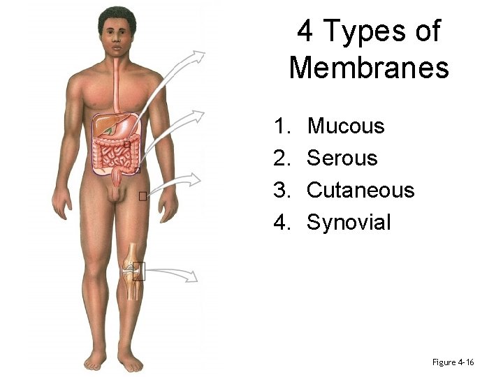 4 Types of Membranes 1. 2. 3. 4. Mucous Serous Cutaneous Synovial Figure 4–