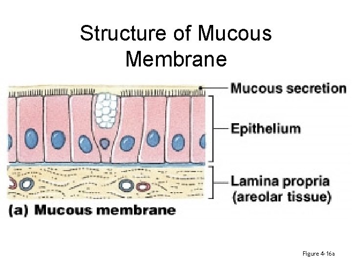 Structure of Mucous Membrane Figure 4– 16 a 