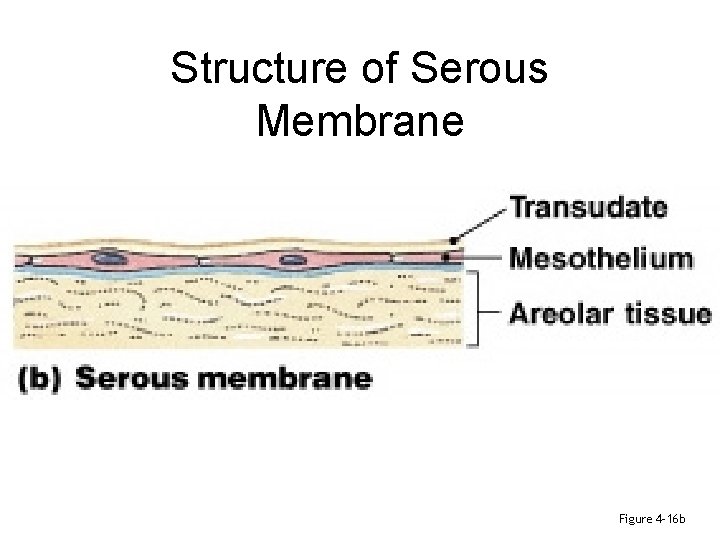 Structure of Serous Membrane Figure 4– 16 b 