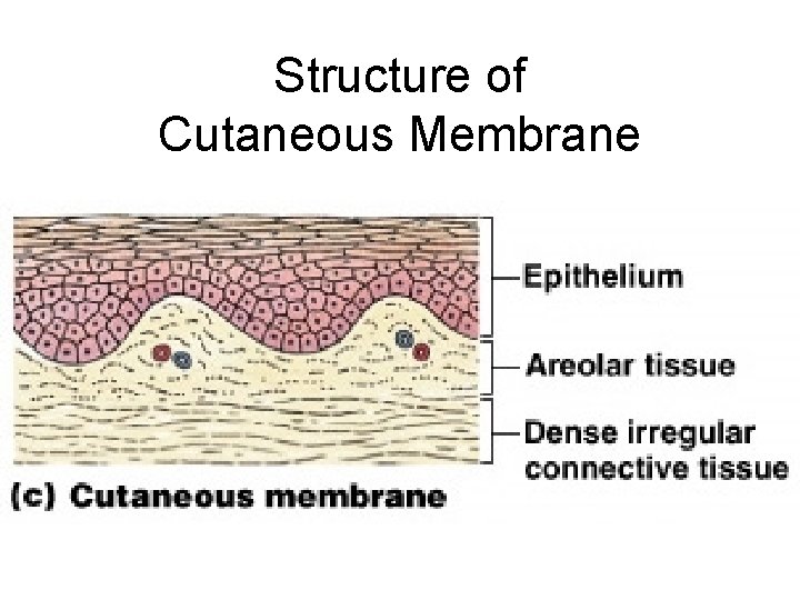 Structure of Cutaneous Membrane 