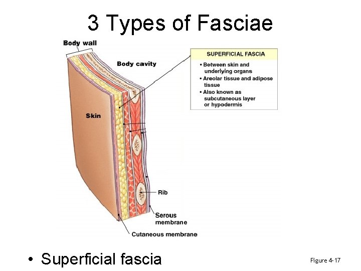 3 Types of Fasciae • Superficial fascia Figure 4– 17 