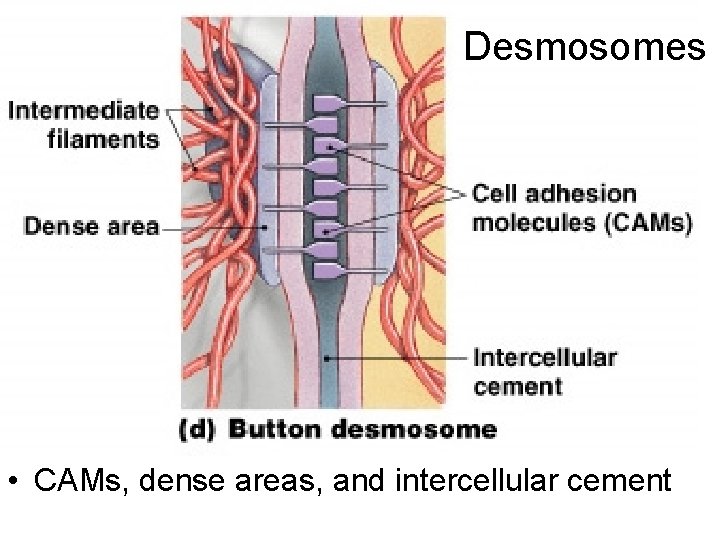 Desmosomes • CAMs, dense areas, and intercellular cement 