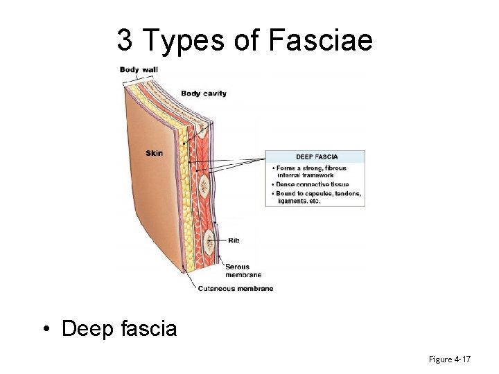 3 Types of Fasciae • Deep fascia Figure 4– 17 