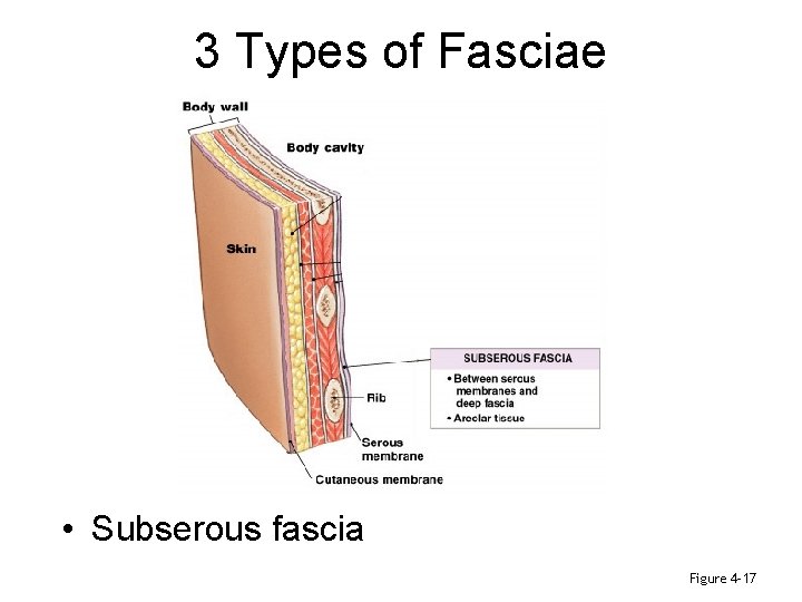 3 Types of Fasciae • Subserous fascia Figure 4– 17 