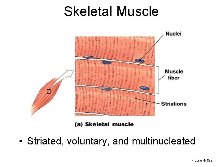 Skeletal Muscle • Striated, voluntary, and multinucleated Figure 4– 18 a 