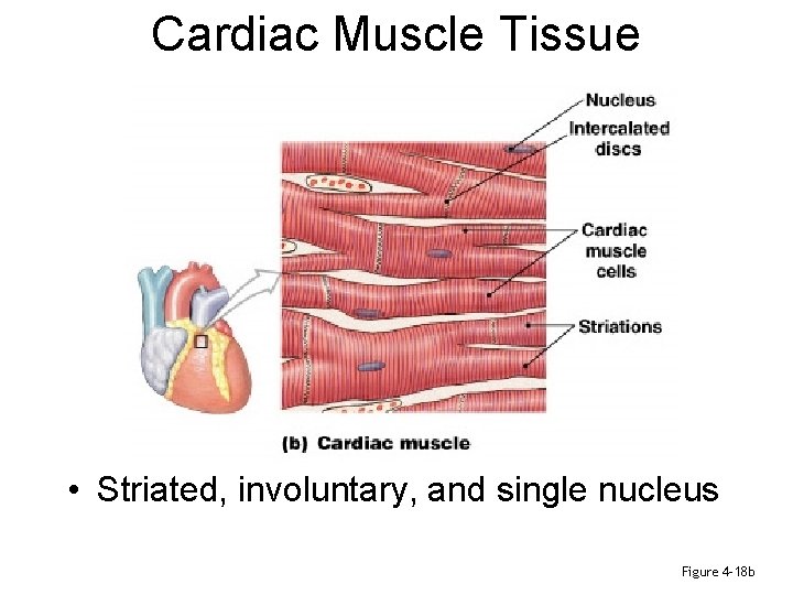 Cardiac Muscle Tissue • Striated, involuntary, and single nucleus Figure 4– 18 b 