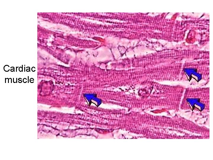 Cardiac muscle 