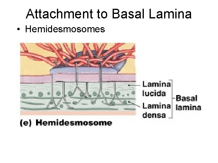 Attachment to Basal Lamina • Hemidesmosomes 