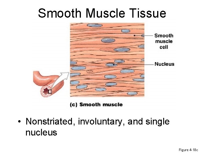 Smooth Muscle Tissue • Nonstriated, involuntary, and single nucleus Figure 4– 18 c 