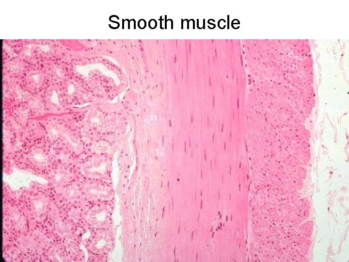 Smooth muscle 