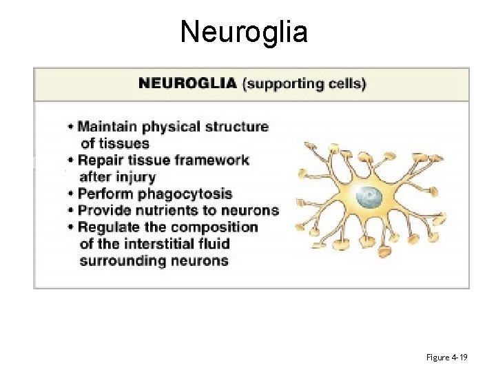 Neuroglia Figure 4– 19 