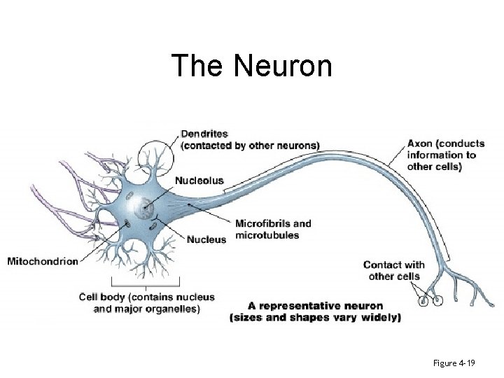 The Neuron Figure 4– 19 