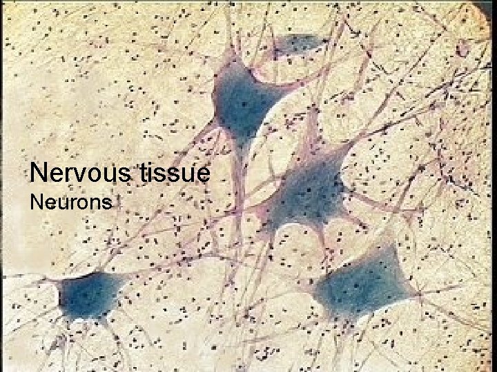 Nervous tissue Neurons 