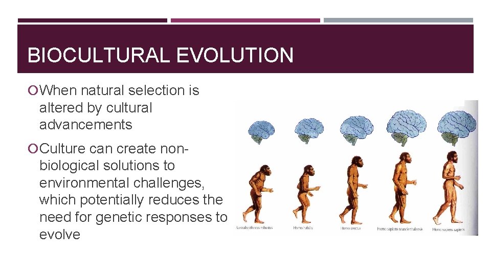 BIOCULTURAL EVOLUTION When natural selection is altered by cultural advancements Culture can create non-