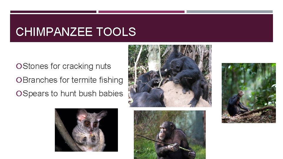 CHIMPANZEE TOOLS Stones for cracking nuts Branches for termite fishing Spears to hunt bush