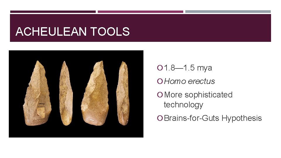 ACHEULEAN TOOLS 1. 8— 1. 5 mya Homo erectus More sophisticated technology Brains-for-Guts Hypothesis