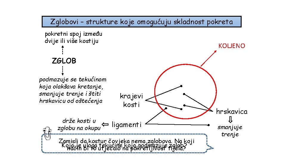 Zglobovi – strukture koje omogućuju skladnost pokreta pokretni spoj između dvije ili više kostiju