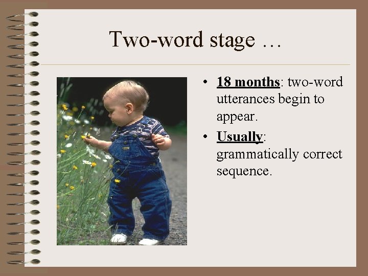 Two-word stage … • 18 months: two-word utterances begin to appear. • Usually: grammatically