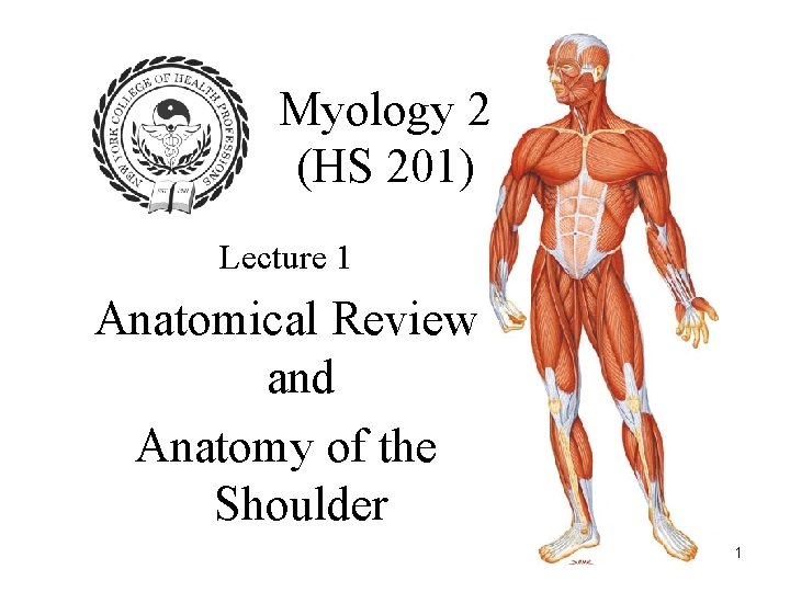 Myology 2 (HS 201) Lecture 1 Anatomical Review and Anatomy of the Shoulder 1