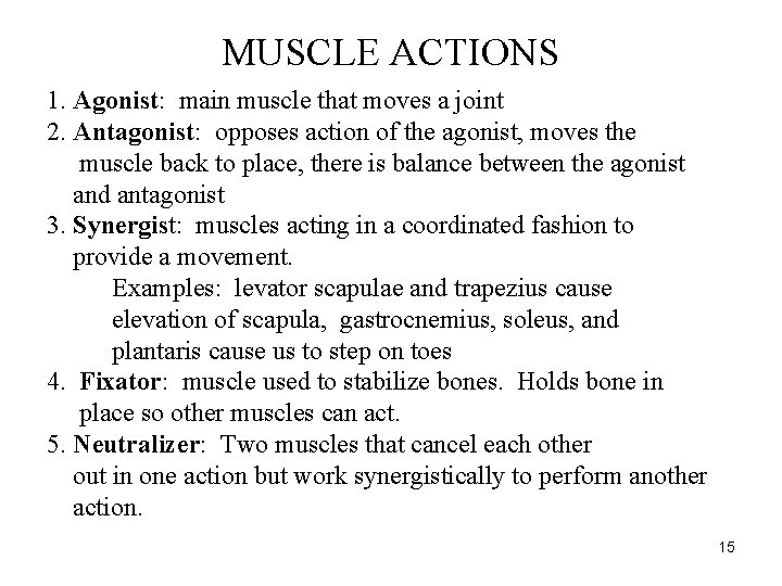 MUSCLE ACTIONS 1. Agonist: main muscle that moves a joint 2. Antagonist: opposes action