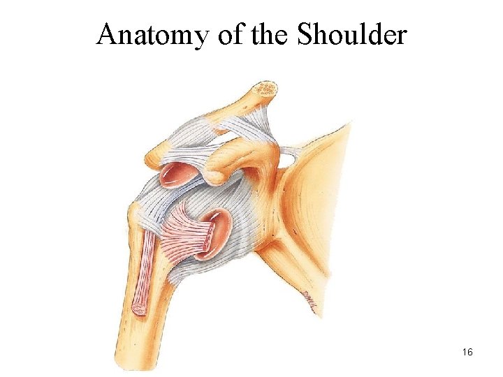 Anatomy of the Shoulder 16 