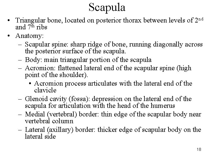 Scapula • Triangular bone, located on posterior thorax between levels of 2 nd and