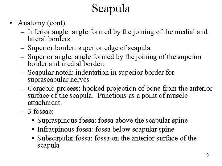 Scapula • Anatomy (cont): – Inferior angle: angle formed by the joining of the