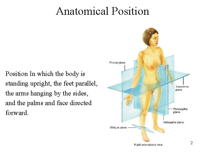 Anatomical Position In which the body is standing upright, the feet parallel, the arms