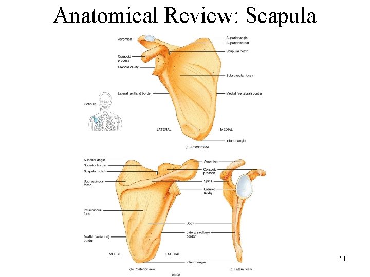 Anatomical Review: Scapula 20 