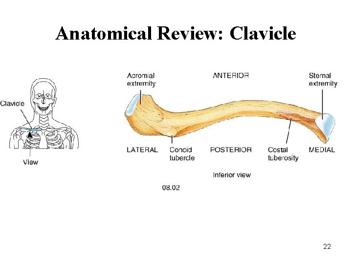 Anatomical Review: Clavicle 22 