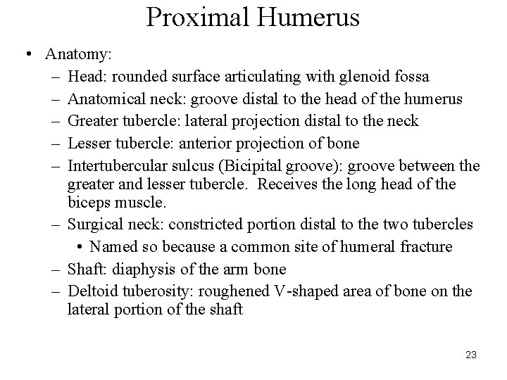 Proximal Humerus • Anatomy: – Head: rounded surface articulating with glenoid fossa – Anatomical