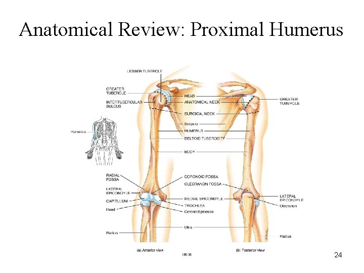 Anatomical Review: Proximal Humerus 24 