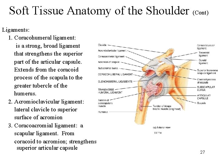 Soft Tissue Anatomy of the Shoulder (Cont) Ligaments: 1. Coracohumeral ligament: is a strong,