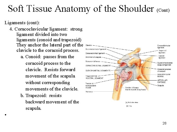 Soft Tissue Anatomy of the Shoulder (Cont) Ligaments (cont): 4. Coracoclavicular ligament: strong ligament