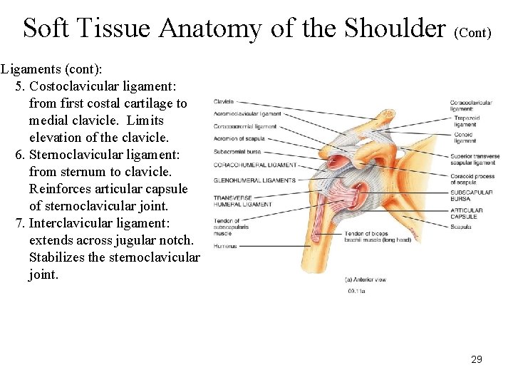 Soft Tissue Anatomy of the Shoulder (Cont) Ligaments (cont): 5. Costoclavicular ligament: from first