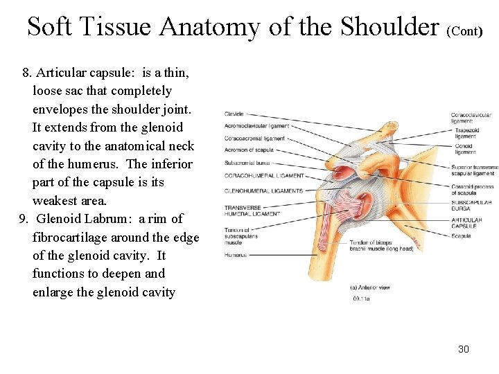 Soft Tissue Anatomy of the Shoulder (Cont) 8. Articular capsule: is a thin, loose