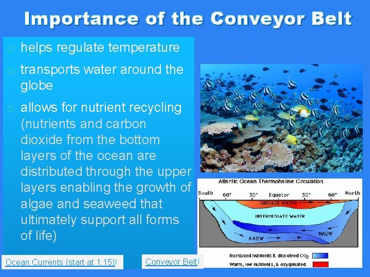 Importance of the Conveyor Belt o helps regulate temperature o transports water around the Importance of the Conveyor Belt o helps regulate temperature o transports water around the