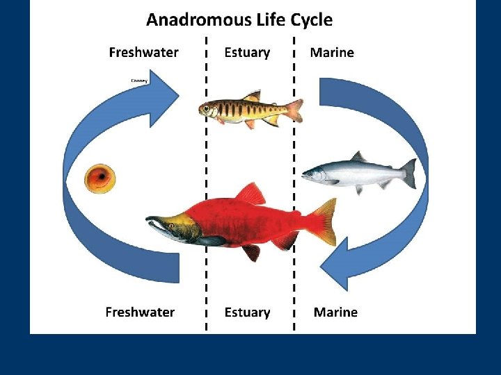 Fish Task MIGRATION IN FISHES Migration directed mass movements from