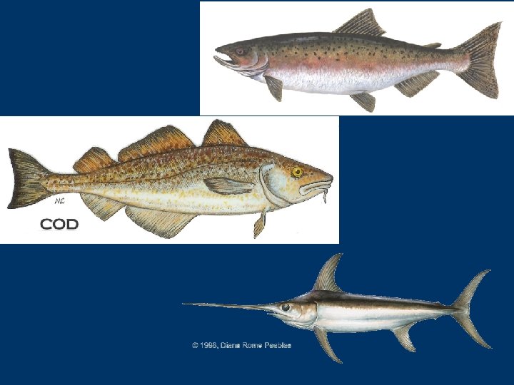 MIGRATION IN FISHES Migration directed mass movements from