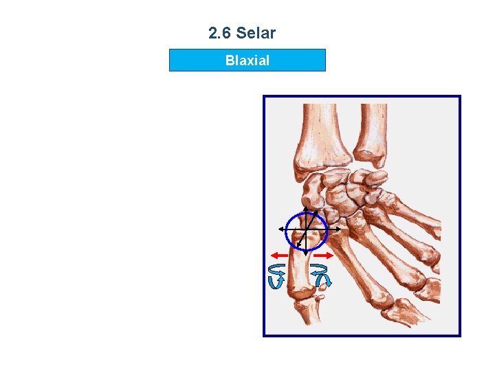 2. 6 Selar BIaxial 