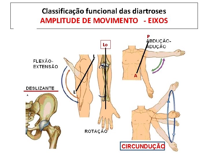 Classificação funcional das diartroses AMPLITUDE DE MOVIMENTO - EIXOS P Lo L A L