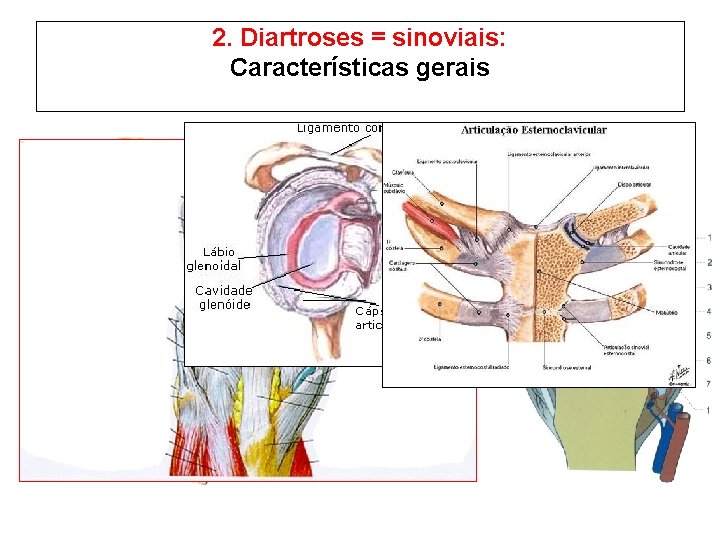 2. Diartroses = sinoviais: Características gerais - Cápsula articular - Cavidade articular - Líquido