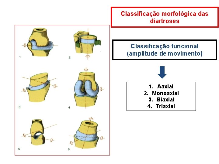 Classificação morfológica das diartroses Classificação funcional (amplitude de movimento) 1. Aaxial 2. Monoaxial 3.