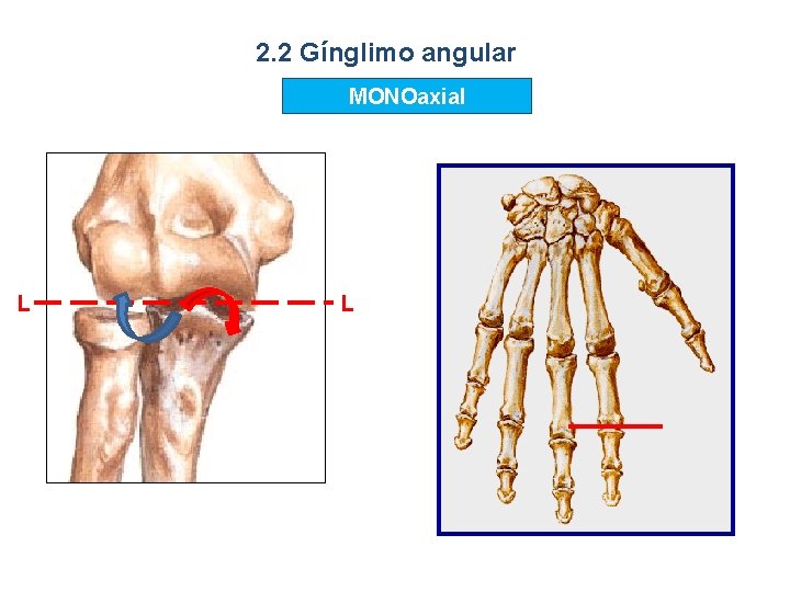 2. 2 Gínglimo angular MONOaxial L L 