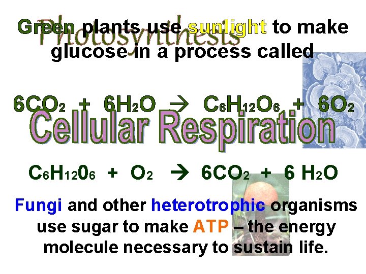 Photosynthesis Green plants use sunlight to make glucose