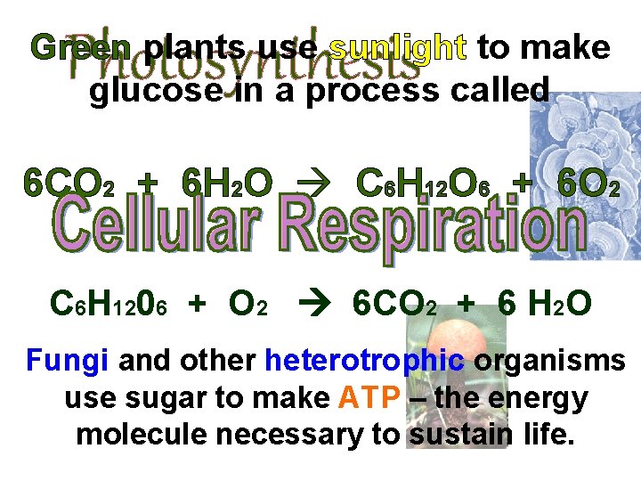 Photosynthesis Green plants use sunlight to make glucose in a process called 6 CO