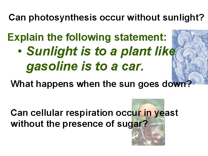 Can photosynthesis occur without sunlight? Explain the following statement: • Sunlight is to a