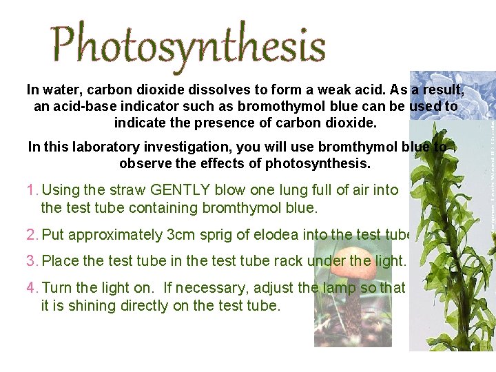 Photosynthesis In water, carbon dioxide dissolves to form a weak acid. As a result,