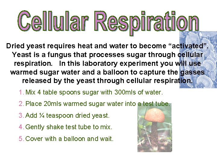 Dried yeast requires heat and water to become “activated”. Yeast is a fungus that