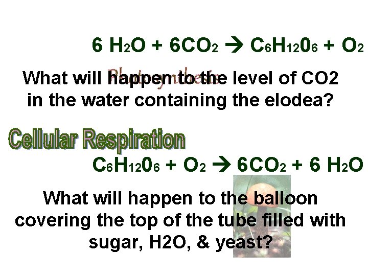 6 H 2 O + 6 CO 2 C 6 H 1206 + O